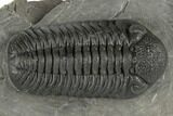 Morocops Trilobite With Excellent Eyes - Ofaten, Morocco #197139-2